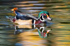 WoodDuck-215.jpg