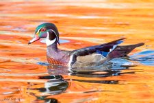 WoodDuck-217.jpg