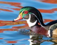 WoodDuck-218.jpg