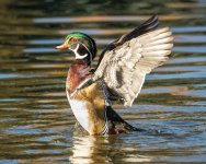 WoodDuck-219.jpg
