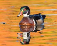 WoodDuck-221.jpg