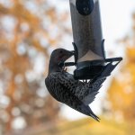 DSC_0477.JPG