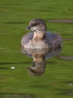 Grebe3.jpg