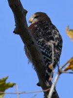 Hawk.jpg