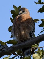 Hawk9.jpg