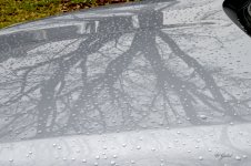 Dogwood tree.jpg