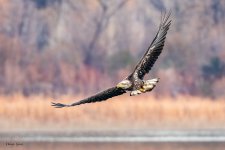 EagleFlight-220.jpg