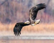 EagleFlight-221.jpg