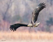 EagleFlight-222.jpg