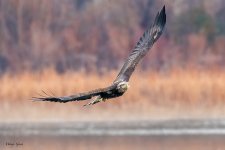 EagleFlight-223.jpg