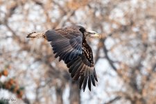 EagleFlight-224.jpg