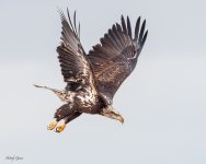 EagleFlight-230.jpg