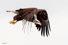EagleFlight-231.jpg