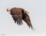 EagleFlight-232.jpg