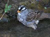 Sparrow.jpg