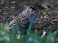 Sparrow3.jpg