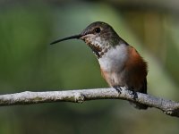 Hummer10.jpg