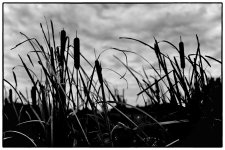 cattails w: boarder.JPG