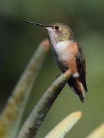 Hummer4.jpg