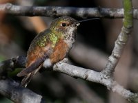 Hummer14.jpg