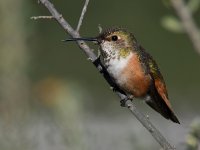 Hummer23.jpg