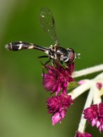 HoverFly3.jpg