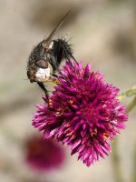 PollenFly5.jpg