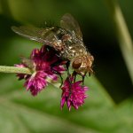PollenFly9.jpg
