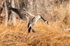 GooseLanding-230.jpg