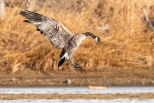 GooseLanding-231.jpg