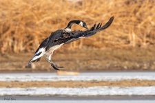 GooseLanding-232.jpg
