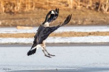 GooseLanding-233.jpg