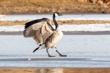 GooseLanding-234.jpg