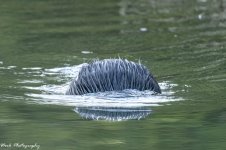 RD5_7442-Beaver.jpg