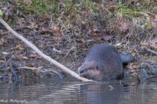 RD5_7314-Papa Beaver.jpg