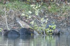 RD5_7378-3 Beavers.jpg