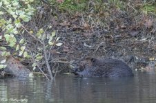 RD5_7327-Beaver Pinky out.jpg