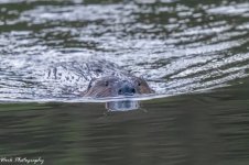 RD5_7300-Beaver.jpg