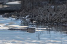 RD5_7355-Beaver by dock.jpg