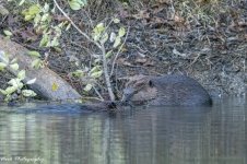 RD5_7363-Mama and Papa Beaver.jpg