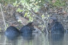 RD5_7369-Beavers eating.jpg