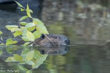 RD5_7400-Baby Beaver.jpg