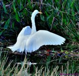 DSC_1652_001.JPG