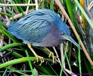 DSC_1666_001.JPG
