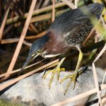 GreenHeron13.jpg