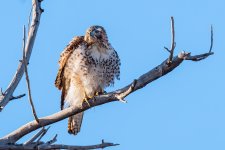 Hawk-237.jpg