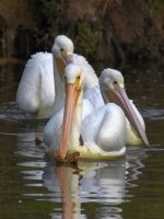 Pelican8.jpg