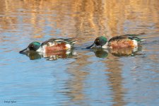 Shovelers-235.jpg