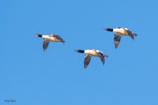 MergansersFlight-235.jpg