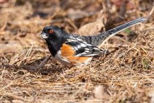 Towhee-235.jpg